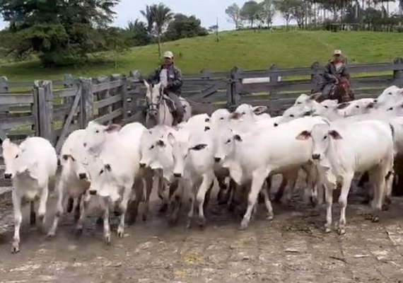 IBC realiza leilão com oferta de animais de cabeceira da Fazenda Recanto