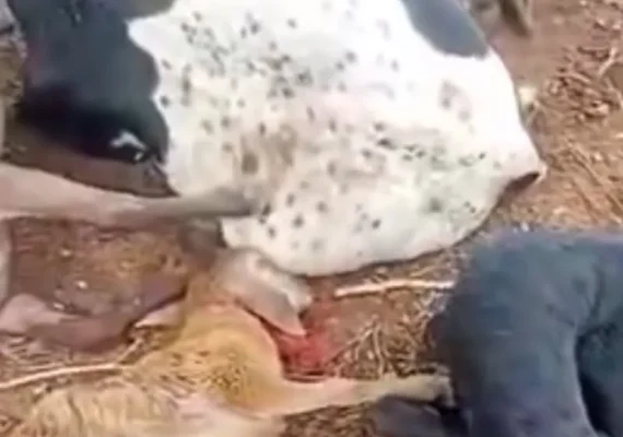 'Chupa-cabra' e o rastro de sangue que tira o sono do produtor em Igaci