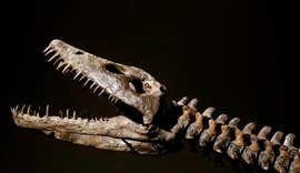 Vômito fossilizado revela segredo da digestão dos plesiossauros
