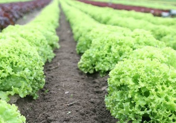 Arapiraca receberá Seminário Alagoano de Horticultura na quarta-feira (4)