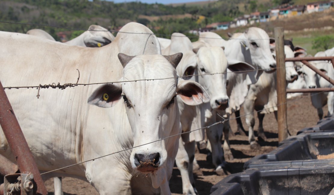 Reportagem sobre confinamento coletivo de bovinos da Pindorama bomba nas redes sociais