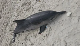 Boto-cinza é encontrado morto na Praia da Avenida, em Maceió