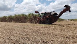 Levantamento mostra que usinas alagoanas produziram mais de 465 mil toneladas de açúcar