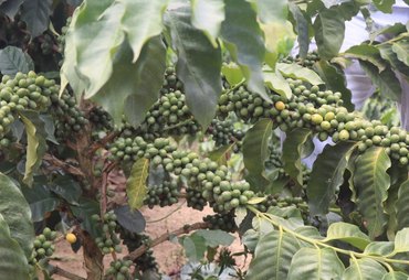 Café fecha em alta nas bolsas e mercado observa safra