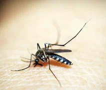 Entenda por que hemorragia não é o principal sintoma da dengue grave