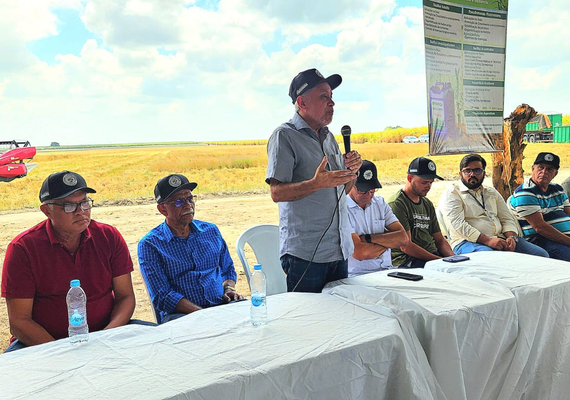 Pindorama promove dia de campo para colheita em lote experimental de arroz de sequeiro