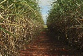 Alagoas lidera geração de empregos no agronegócio em setembro de 2024