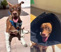 Cachorro arrastado por carro recebe alta e ganha lar temporário