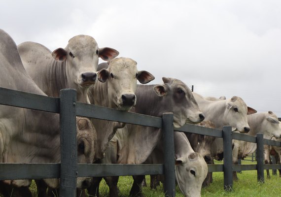 Agro Feira IBC 2025 oferta 60 touros e 15 novilhas Nelore PO dias 26 e 27 em Chã Preta-AL