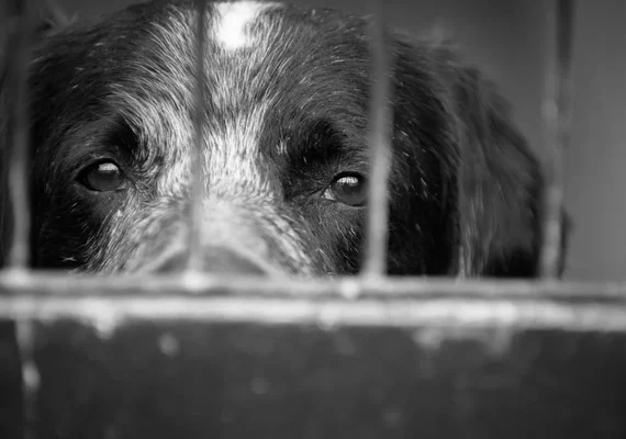 Mulher arremessa cachorros por cima de muro e alega surto psicótico