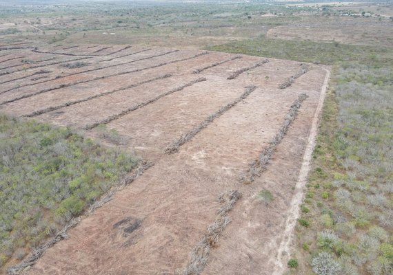 Área equivalente a 700 campos de futebol desmatada ilegalmente em AL é embargada
