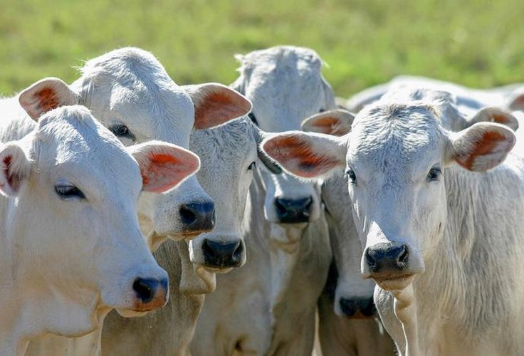 Governo amplia acesso ao crédito para melhoramento genético da pecuária sustentável
