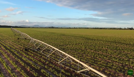 Vídeo do AL Rural sobre pivô de irrigação na Usina Porto Rico viraliza na web