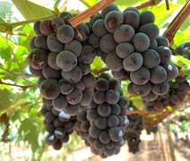 Produtor do Sertão de Alagoas  inova e colhe 20 toneladas de uva por safra na região