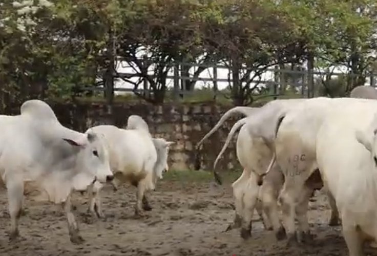 Fazenda Recanto, em Chã Preta, alcança índice histórico de 90% de prenhez em novilhas Nelore