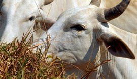 Ministério da Agricultura investiga suspeita de vaca louca