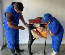 Seagri abre inscrições para nova turma do Curso de Inseminação em Batalha