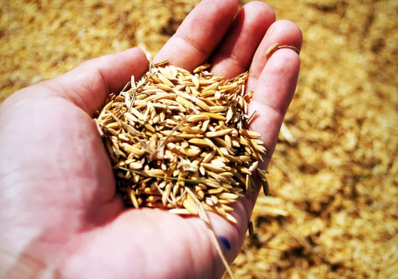 Casca de arroz vira energia em indústria