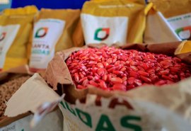 Planta Alagoas distribui 400 toneladas de sementes de milho em 2025 e beneficia 45 mil agricultores familiares