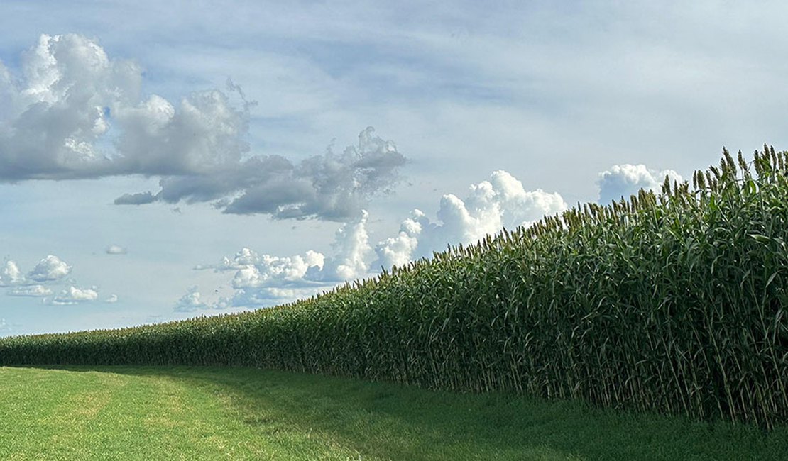 Novo sorgo forrageiro gigante chega ao mercado com alta produtividade e qualidade