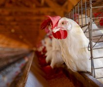 Adeal inicia segunda etapa da sorologia da influenza aviária em AL