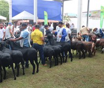Alagoas vai receber mais de 700 ovinos na Nacional do Santa Inês durante a 73ª Expoagro