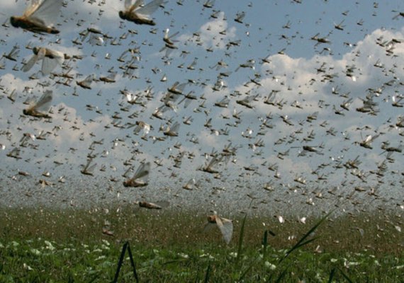 Argentinos monitoram nuvem de gafanhotos