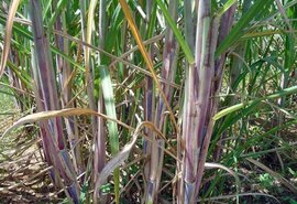 Encontro técnico apresenta resultados positivos da variedade de cana RB