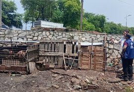 Vigilância Sanitária notifica pocilgas clandestinas na Levada em Maceió