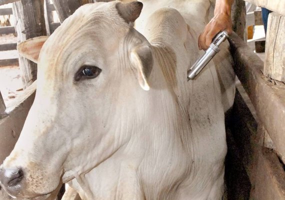 Adeal informa que criador tem até o dia 30 para declarar vacinação de gado