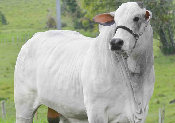 Leilão Barros Correia lança catálogo digital na web