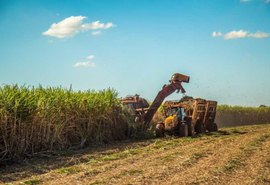 Diversificação agrícola aumenta renda anual de agricultor em quase 80%