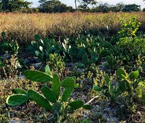 Caatinga em AL: Edital destina R$ 55 milhões para projetos de recuperação