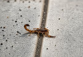 Enfermeira alerta sobre cuidados para prevenir acidentes com escorpiões em Alagoas