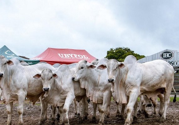 Agro Feira IBC promove vendas exclusivas de touros