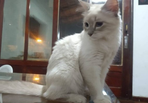 Brasil registra 1º caso de animal de estimação com covid-19