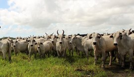 14º Leilão Nelore Positivo ofertará mais de 600 animais