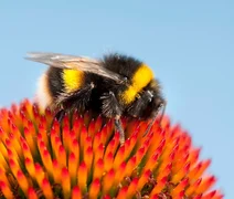 Estudo indica que abelhas tem a capacidade de contar números