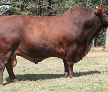 Fazenda Mangabeira garante produtividade a campo do santa gertrudis