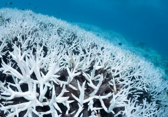 Corais brasileiros podem desaparecer com aquecimento dos oceanos