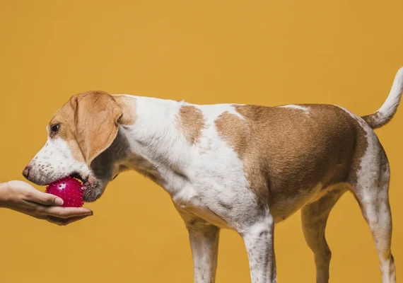 Estudo revela que donos de cães podem ter dificuldade em identificar sinais de dor nos animais