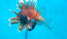 Pesquisadores acompanham presença de espécie invasora nas águas de Alagoas