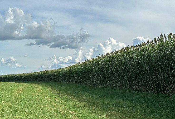 Novo sorgo forrageiro gigante chega ao mercado com alta produtividade e qualidade