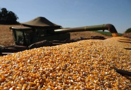 Preço do milho se mantém estável para safra 2019/2020