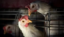 Agência da ONU pede resposta urgente para gripe aviária