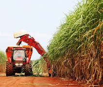 Safra de cana já supera moagem final do ciclo 2024/25 em Alagoas