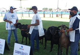 72ª Expoagro Alagoas recebe exposição nacional de ovinos Santa Inês