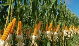 Preço do milho tem alta e preocupa produtores alagoanos