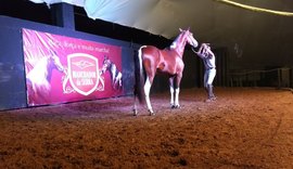 3º Marchador da Serra oferta 40 lotes de animais de sela