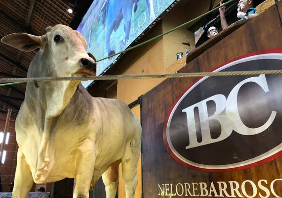 Leilão Nelore Barros fatura R$ 3,7 mi e cresce 38%